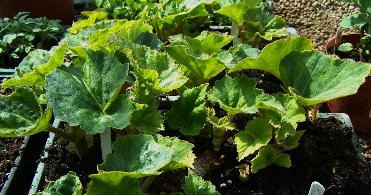 Laurie Manser's Garden Hints Starting begonia corms