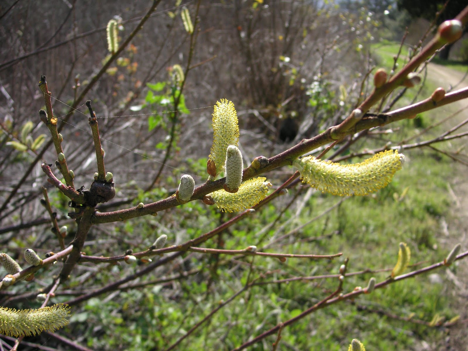 Nature ID arroyo willow 02/04/11 Hatton Canyon