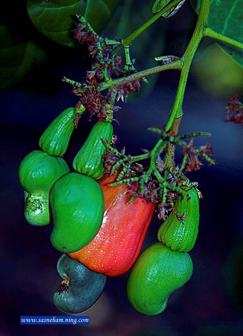 New World KERALA CASHEW FRUITS AND NUTS FORWARDED BY SR. ELSIE BABY
