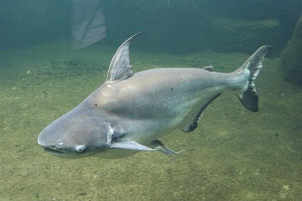 FISHCLOPEDIA Pangasiidae Series 2