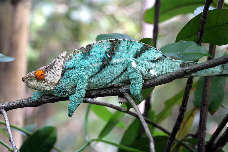 Hewan Reptil Cantik Untuk Peliharaan Parson S Chameleon Reptil