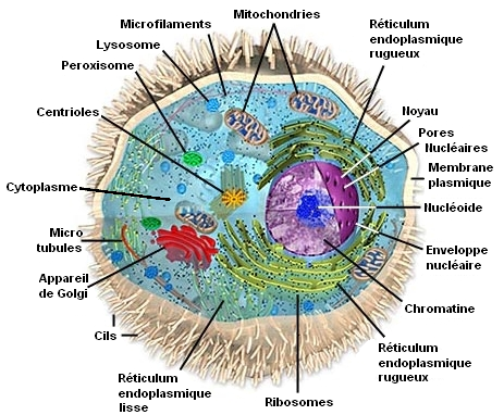 quand l art rencontre la science jean claude ameisen