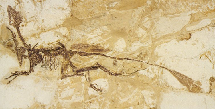 [dalianraptor_001.JPG]