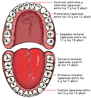 Nombre+De+Los+Dientes+Humanos ... de la corona y por lo tanto su función, hay cuatro tipos de dientes