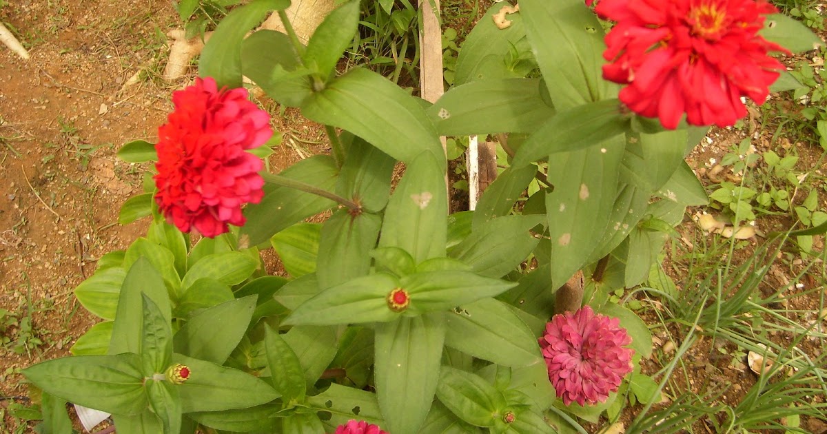 meu quintal meu jardim:Borboletas nas flores do meu jardim: FLORES E PLANTAS DE MEU QUINTAL! meu quintal meu jardim:Borboletas nas flores do meu jardim: FLORES E PLANTAS DE MEU QUINTAL!