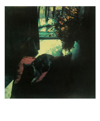 tarkovsky polaroids