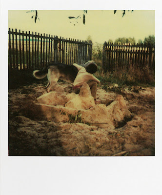 tarkovsky polaroid