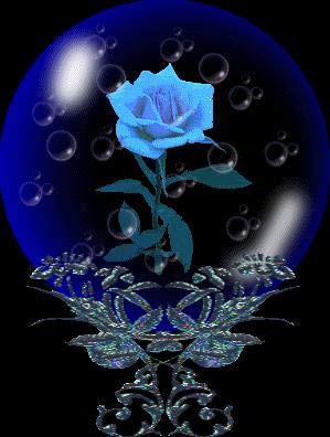 my blue rose