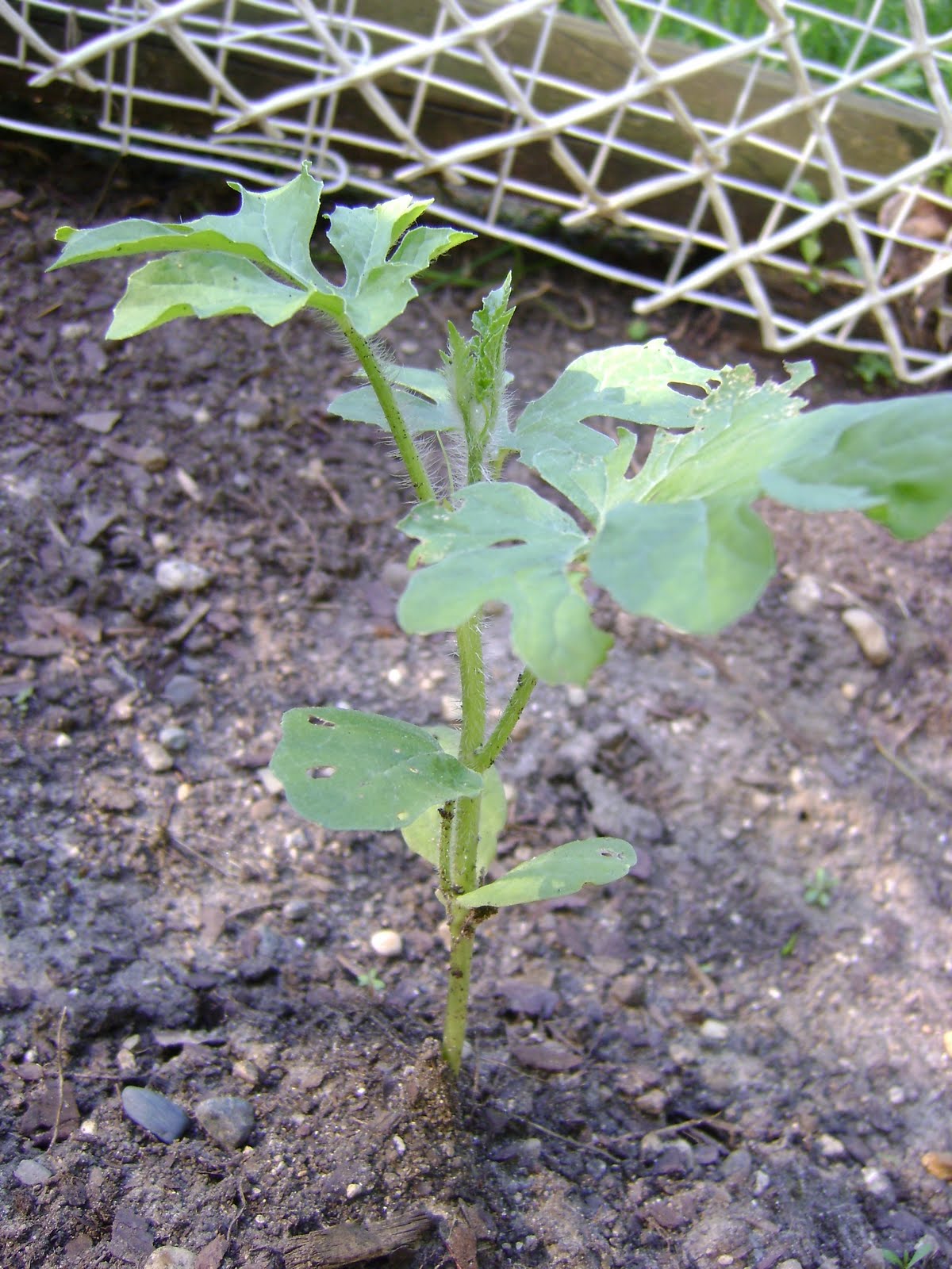 leggy watermelon seedlings leggy watermelon seedlings