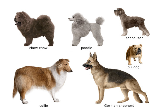 dog breeds list with pictures. dog breeds list with pictures.