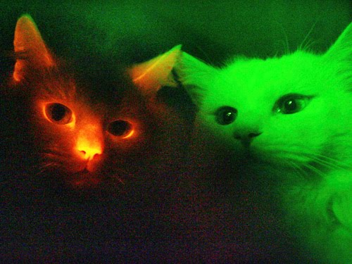 Animals Genetically Modified