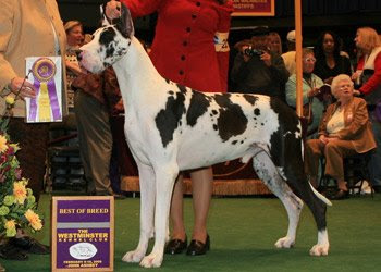 Westminster Dog Show Great Dane Winner Westminster Dog Show Great Dane Winner