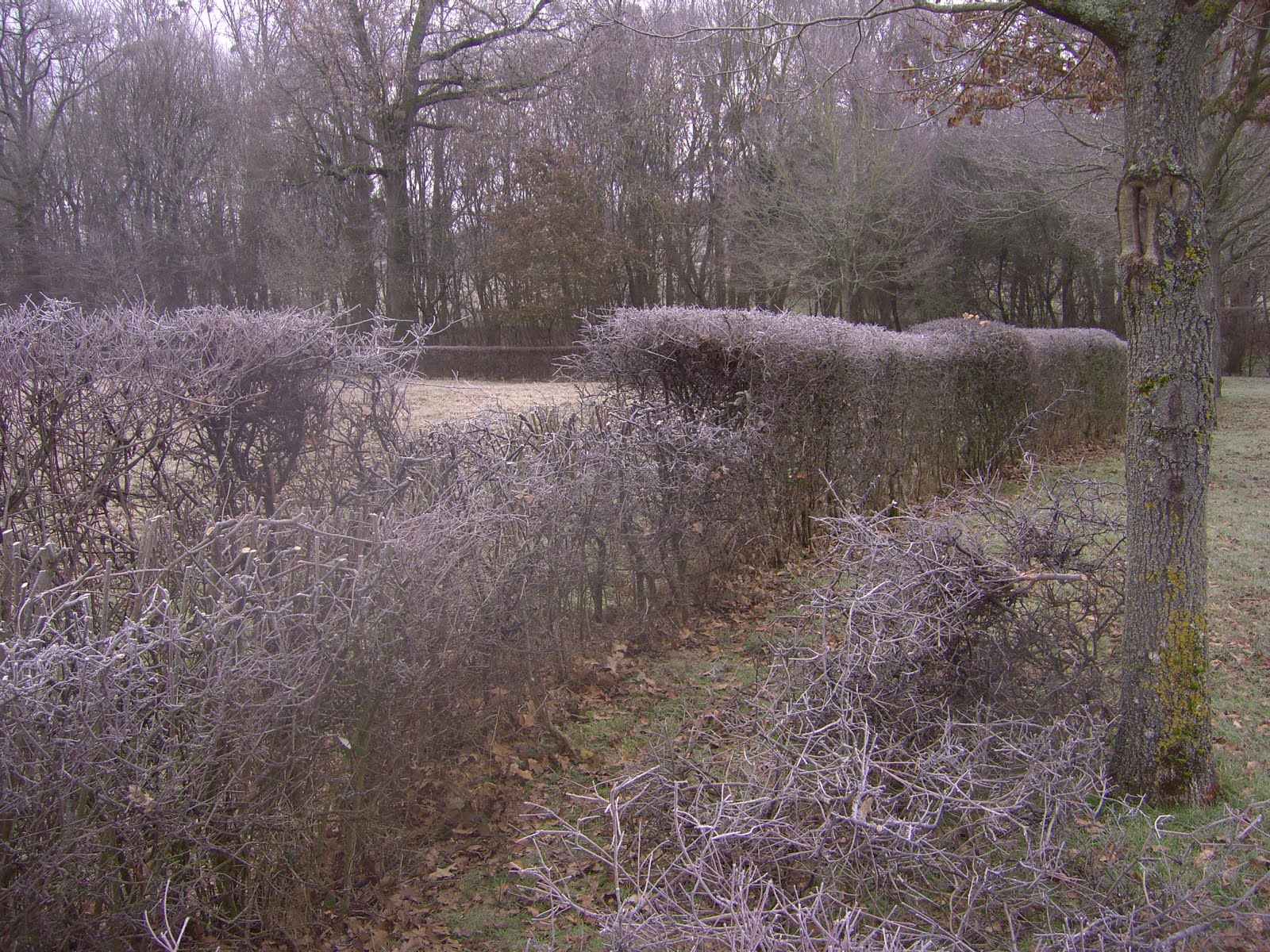 Franceplants Viburnum Tinus