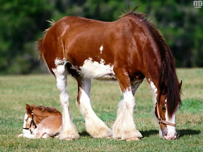 cute+horses3.jpg