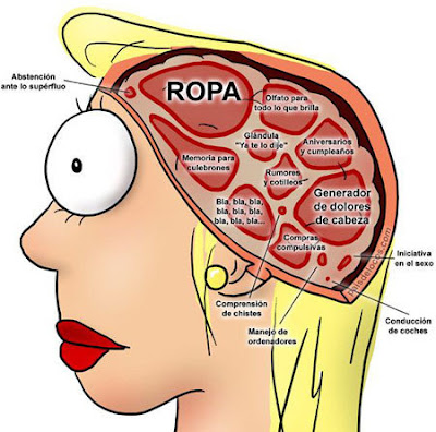 El cerebro de una mujer