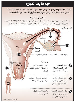 كيف يحدث الحمل May 2010