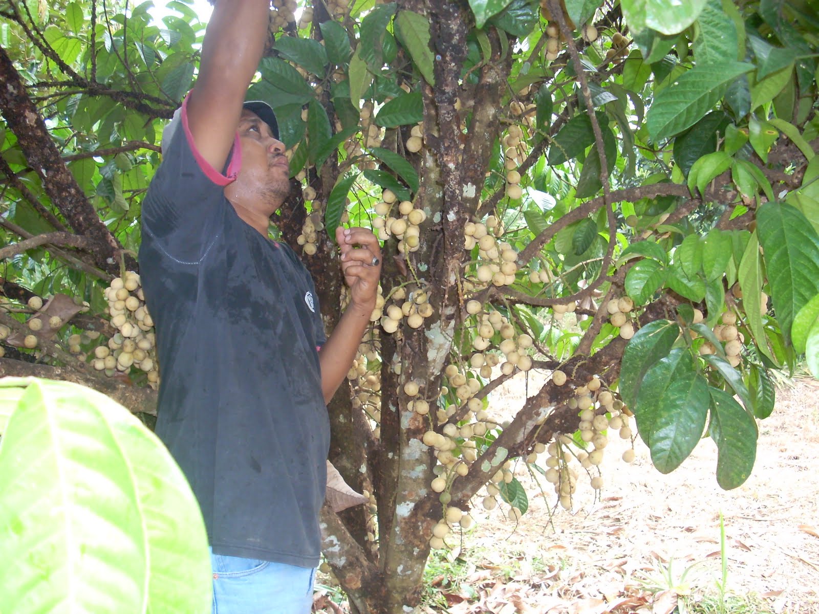 Cinta Pada Yang Satu: MENGUNJUNGI DUSUN BUAH-BUAHAN