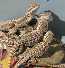 Bearded Dragons