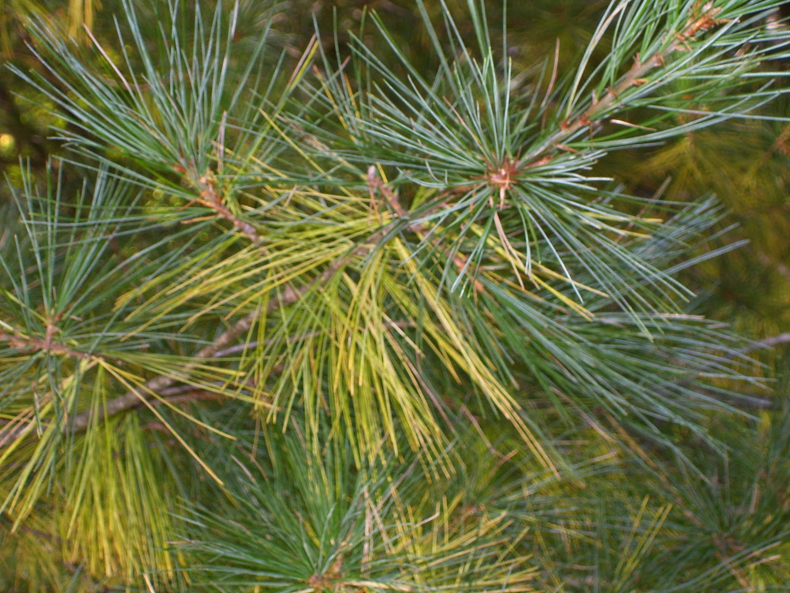 The Flatt Perspective The Poor Pine