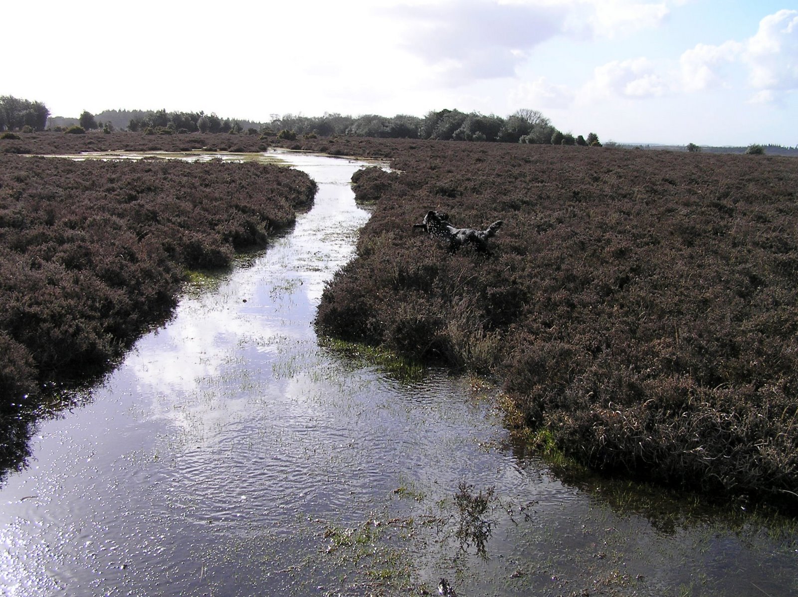 [090+footpath+at+fritham.JPG]