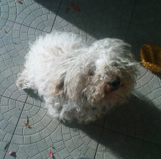 [joker+adoptar3.JPG]