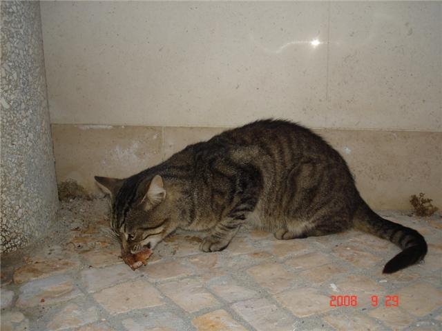 [tiger+3.bmp]