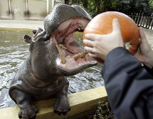 HippoEating2.jpg