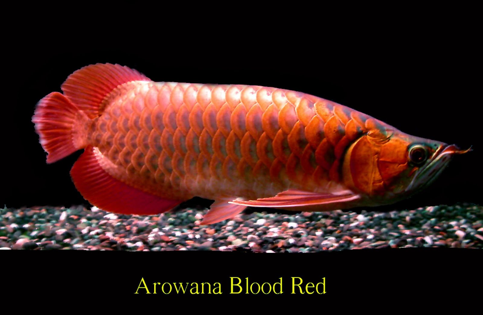 arowana aquaculture arowana aquaculture
