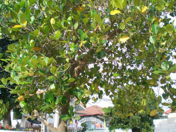 [=?windows-874?B?u9GhodTopyC+0bfC0jg1LmpwZw==?=-709861]