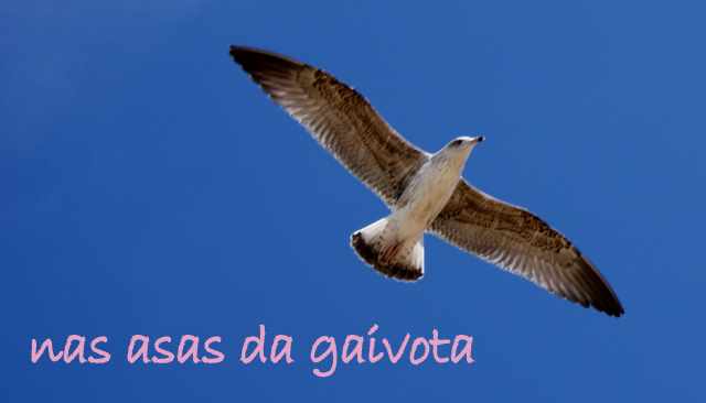 Nas asas da gaivota