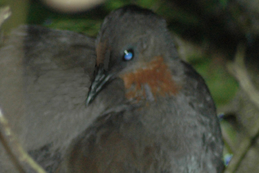 [Lyrebird+BF+HEAD+-+PREENING.jpg]