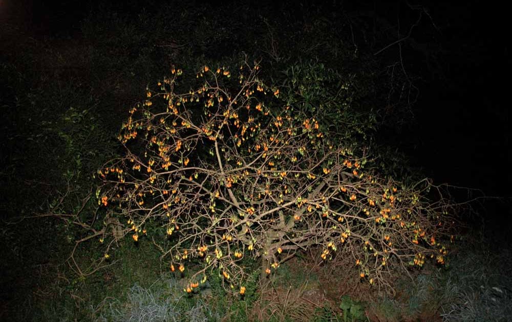 The Nature of Robertson Kangaroo Apple "It is in dying that I live"