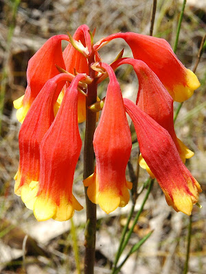 christmas bells flower christmas bells flower
