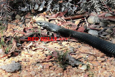 Copperhead Snake Australia