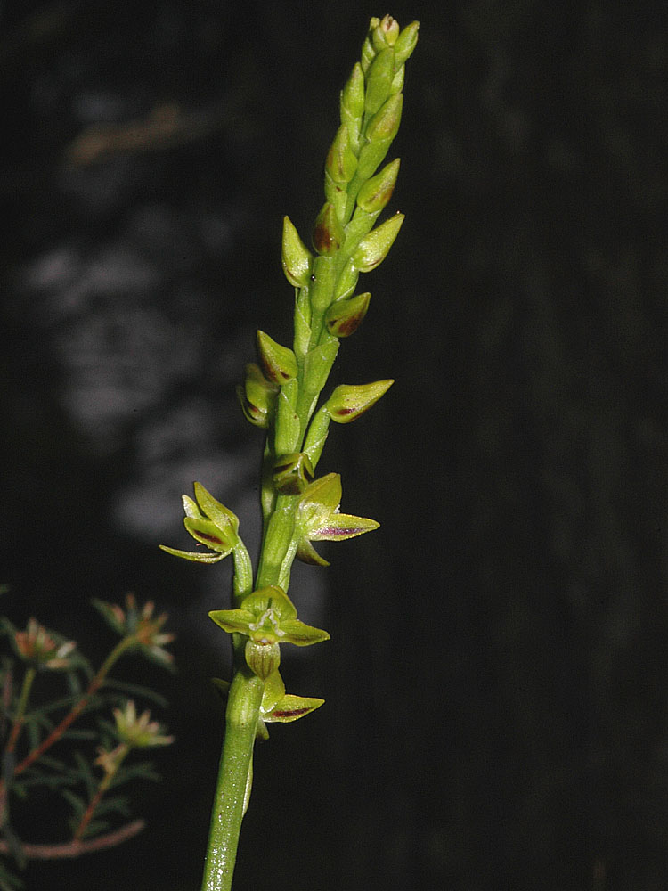 The Nature of Robertson: Yellow Leek Orchid at Penrose
