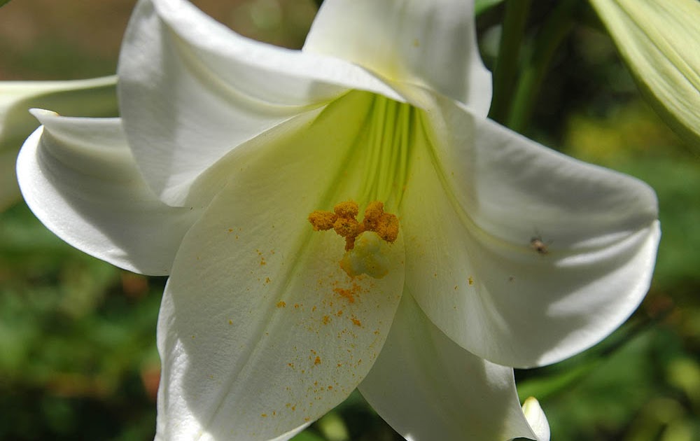 The Nature of Robertson Christmas Lilies