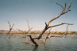 The Lake filled with Dead Trees