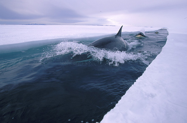 [antarctic_ice.jpg]