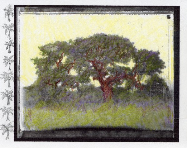 [jm_mustardtree.JPG]