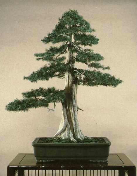 Juniperus