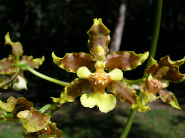 Natural Beauty of Costa Rica: Orchids