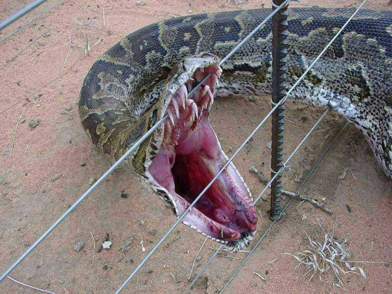python man