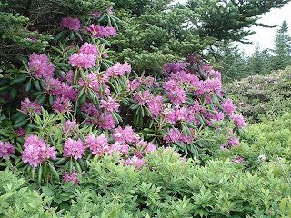 Hillbilly Savants An Appalachian Eden