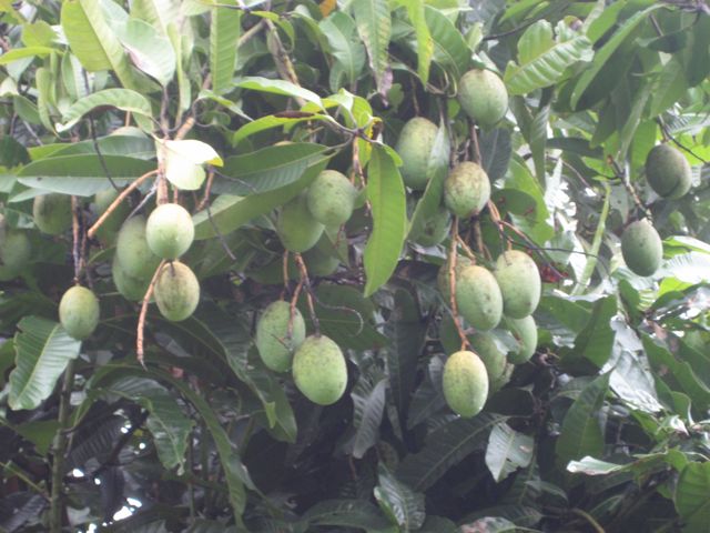 Erin in PNG: Battle of the mango