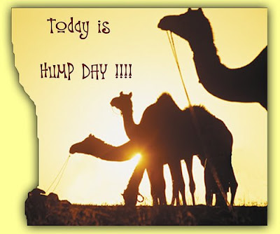 humpday_camel.jpg