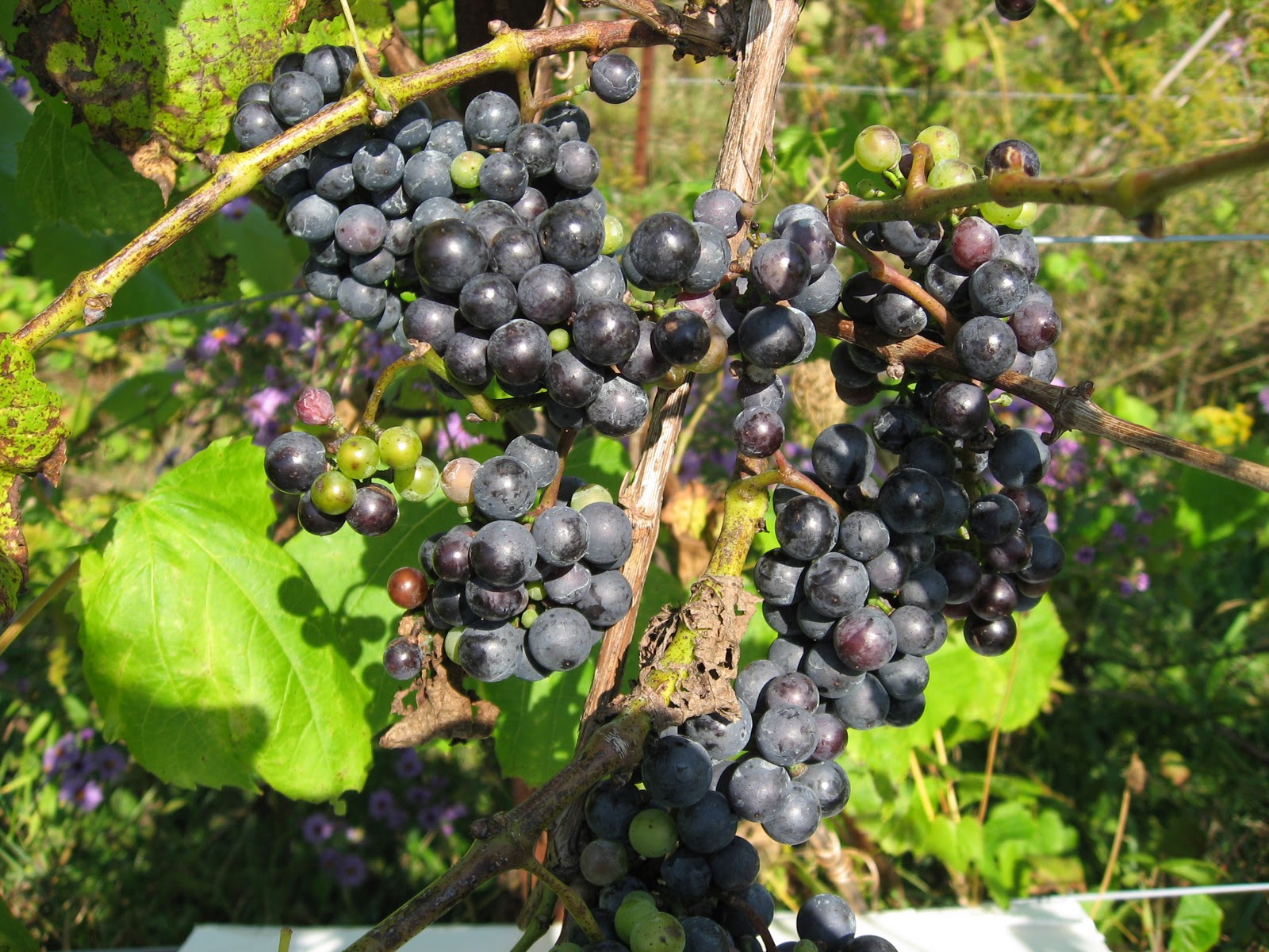 Cox Creek Cellars More Black Currant