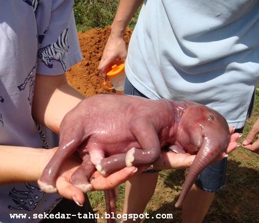 gambar hewan - foto gajah