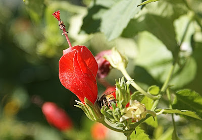 turks cap flower