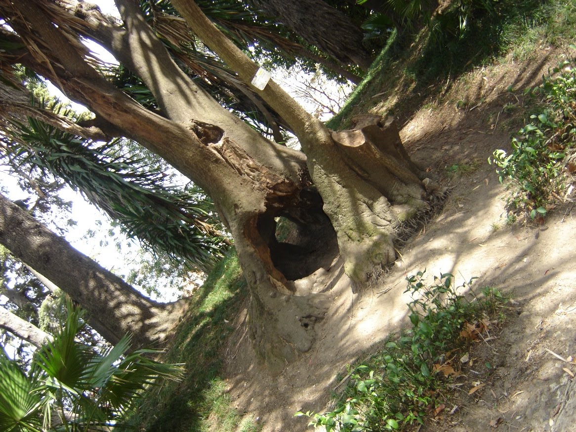 [Jardim+Botânico+-+Hole.JPG]