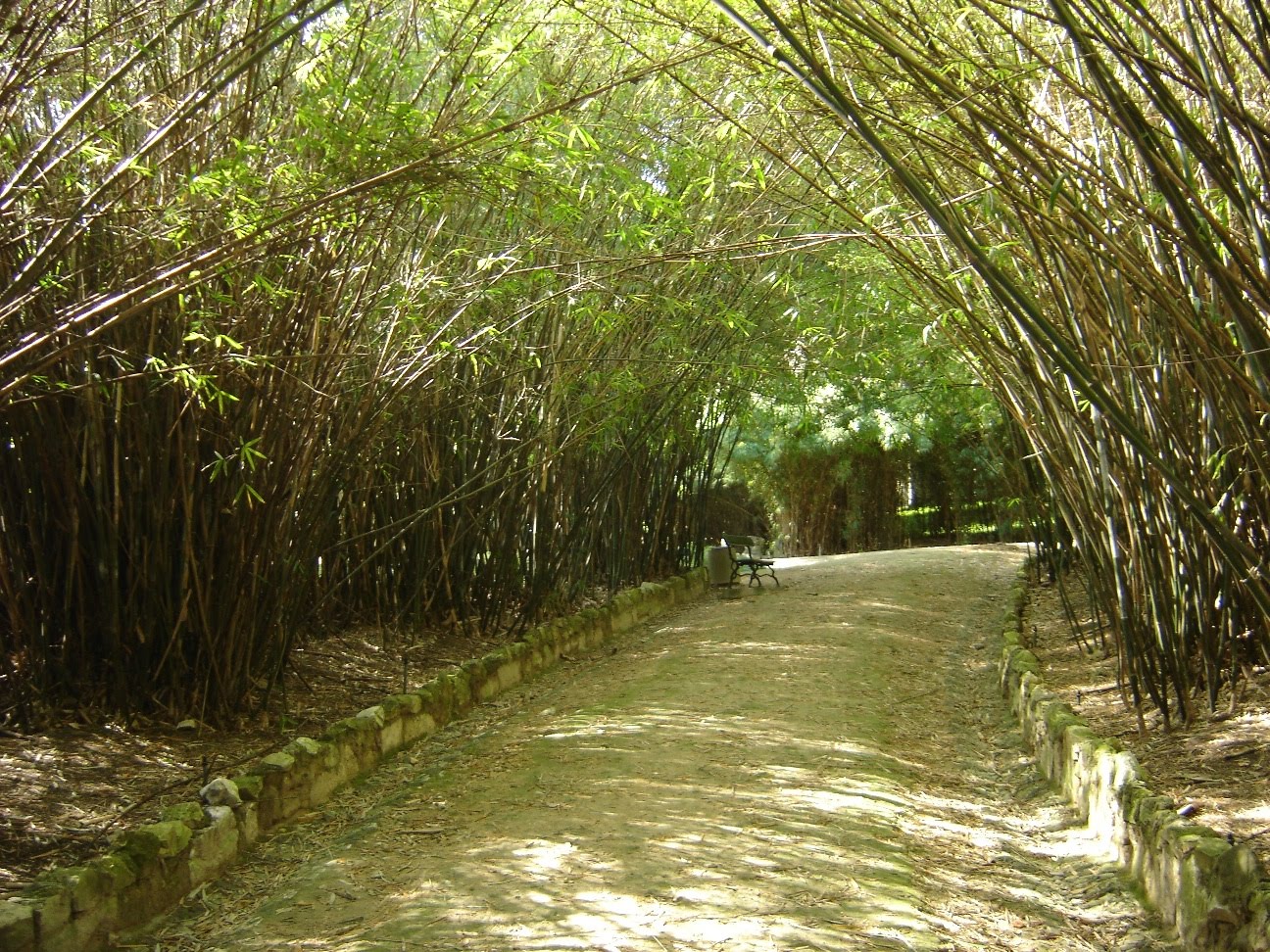 [Jardim+Botânico+-+My+Chinese+Path.JPG]